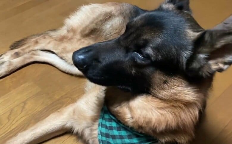 呆れている？（提供：Tobi and Bobiシェパード兄弟犬さん）