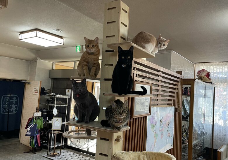 キャットタワーに大集合