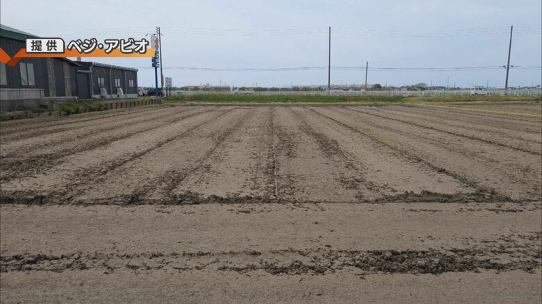 節水型乾田直播