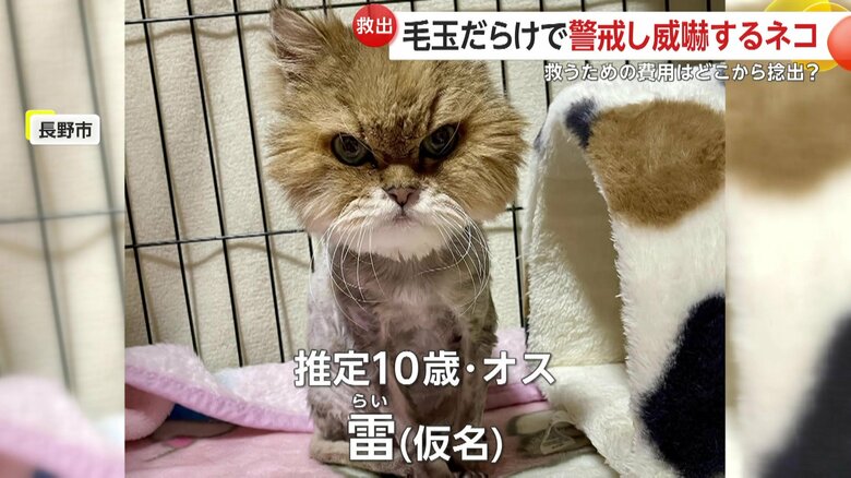 保護当時の険しい表情の雷くん（映像提供：長野市動物愛護センター）