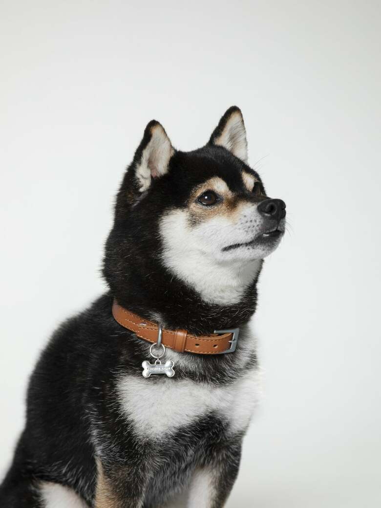 「ペットカラー (首輪)」。税込価格でXS・Sサイズが1万1550円、M・Lが1万3750円。（出典:土屋鞄製造所）