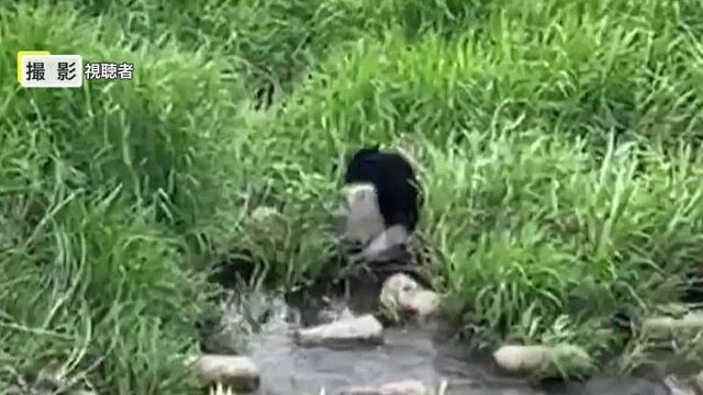 観光客が偶然撮影したクマの姿