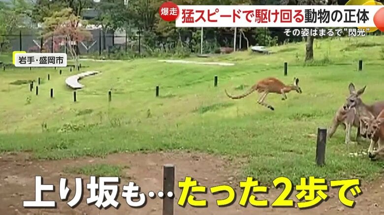 ジャンプで坂をのぼるカンガルー（映像提供：盛岡市動物公園ZOOMO）