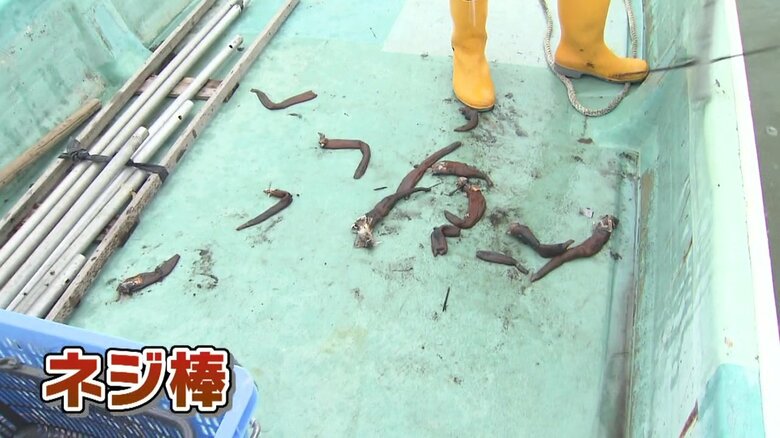 どんどんウミタケが捕れていく