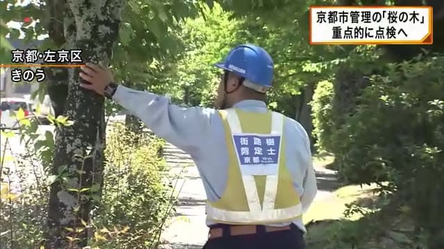 京都市が管理の「桜の木」重点的に点検へ