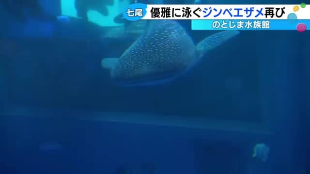 シンボル不在だったのとじま水族館にジンベエザメ復活 愛称は「フクベエ」「ヒカリ」など5候補から
