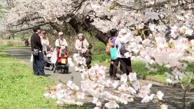 展勝地が満開に！ソメイヨシノが471本立ち並ぶ桜並木　絶好の花見日和　岩手県北上市