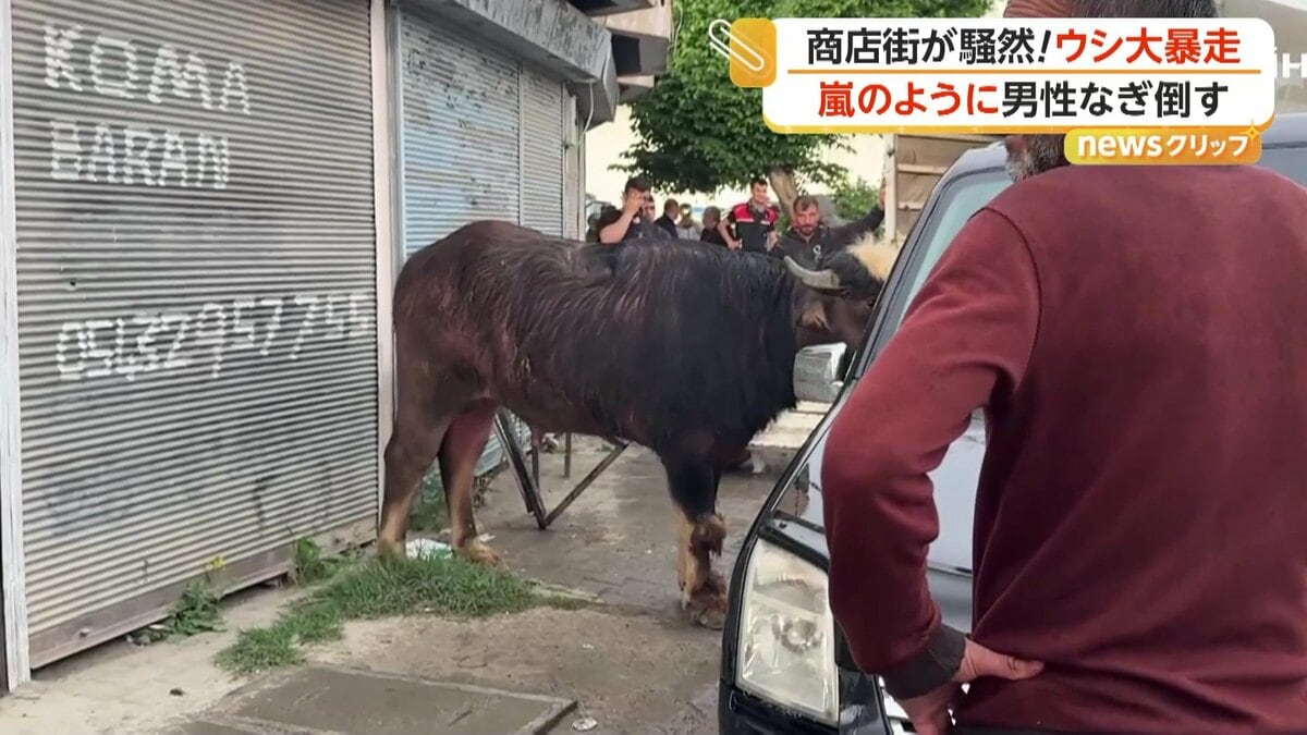 飛ばされる牛 倒したぞ！」商店街で牛が大暴走…男性に突進タックルで騒然 住宅街では