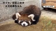 ファン熱狂“レアカード”続々　西山動物園レッサーパンダのトレカ第3弾　双子の一般公開10月17日、さらに1種類を追加
