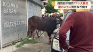 「倒したぞ！」商店街で牛が大暴走…男性に突進タックルで騒然　住宅街では嵐で屋根“吹っ飛び”危うく衝突も　トルコ