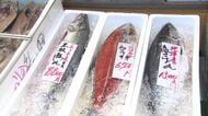 北海道の秋サケ「10年前の1割」ピーク時の6％に減少見込み…根室地方の漁協は網入れを9日延期→将来の資源確保へ〈北海道〉