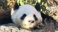 上野動物園のジャイアントパンダ2頭が中国に返還、27日に出発へ　最終観覧日は25日　50年ぶり国内のパンダ不在に