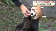 レッサーパンダ「つぐみ」週末から公開　かわいらしい立ち姿【鹿児島・平川動物公園】