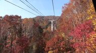 【見ごろ】赤や黄色の紅葉“鮮やかな秋景色”観光客酔いしれる～豊平峡ダムは例年より1週間ほど早くピークに…大きな寒暖差で色づき進む～札幌国際スキー場の「紅葉ゴンドラ」も人気〈北海道札幌市〉
