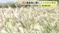 黄金色に輝くススキの大草原　ようやくの稲刈り急ピッチで作業　長雨の影響で2週間遅れ