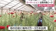「お母さんへの感謝」約2万本のカーネーション 母の日を前にみやき町の農家が出荷ピーク 【佐賀県】