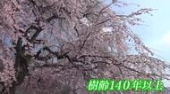 樹齢140年以上　小浜市・妙祐寺のシダレザクラが満開　山梨県・久遠寺から檀家が苗持ち帰る　今週いっぱいが見ごろ　福井