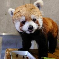 夏毛への生え変わりでモコモコの顔が大変身!全国のファンが愛するレッサーパンダ「リコちゃん」10歳