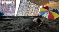 【GWは指宿へ】絶品グルメと名物「砂むし温泉」を巡る　心と体を癒やす旅