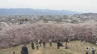 長野・松本市の桜の名所「弘法山」で満開　市街地を見渡す山頂からは北アルプスもくっきり
