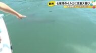 「デカい！」「可愛い！」能登島小学校の「能登島学」児童が七尾湾でイルカ約20頭を観察