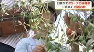 日置市でオリーブの収穫祭　一足早く収穫の秋　