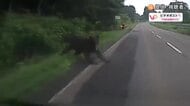 歯形?爪痕？バンパーにくっきり…突然現れたクマが走行中の車に襲いかかる_ドライブレコーダーに口を開けて飛びかかる姿が…車は部品が脱落する被害_襲ったクマはそのまま藪に逃げ去る〈北海道 知内町〉