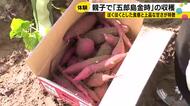 「ママに大学芋にしてもらって食べる」金沢の親子75組が五郎島金時の収穫体験