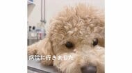 急に食べなくなった愛犬と病院へ…まさかの診断結果は「わがまま」!? “治療”はしているのか飼い主に聞いた