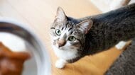 あなたの“猫ごはん係”の熟練度はどのくらい？おいしく食べても…
