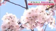 「最も早い開花記録」ならず…札幌市の桜 でも既に見ごろの “早咲き”が続々