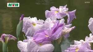四季折々に楽しめる佐世保花園 今はショウブが見頃