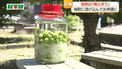  境内の梅を収穫「梅ちぎり」裏年でも…実は大きく収穫量は約20kg　“秘伝のレシピ”で作るお神酒に