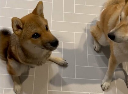 生まれつき前足のない柴犬が「お座り」できるように! きっかけは隣にいる“姉”の存在…懸命な姿が心揺さぶる
