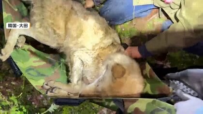 “脱走オオカミ”ついに捕獲　9日間逃げ続け動物園に戻る　健康状態は異常なし…胃の中に釣り針見つかる　韓国