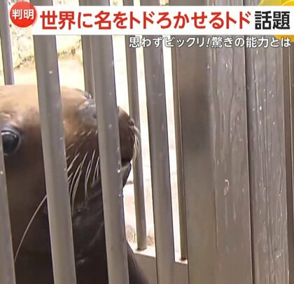「感動しました」世界に名を“トド”ろかせる「トド」…人の動きを記憶して再現する驚きの能力明らかに　兵庫「城崎マリンワールド」