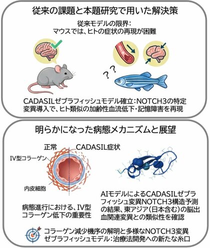 小さな魚「ゼブラフィッシュ」が難病解明の鍵に！　～若年性認知症「カダシル」の再現に成功～