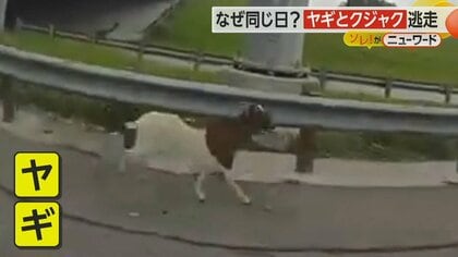 逃走したヤギ　警察官がタックルで捕獲…今度はクジャクも逃走　長い羽根でパトカーに乗り切らず　米・テキサス州