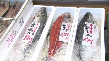 北海道の秋サケ「10年前の1割」ピーク時の6％に減少見込み…根室地方の漁協は網入れを9日延期→将来の資源確保へ