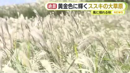 黄金色に輝くススキの大草原　ようやくの稲刈り急ピッチで作業　長雨の影響で2週間遅れ