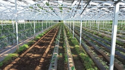 農業と発電をおトクにかなえるソーラーシェアリング 脱炭素への一手となるか
