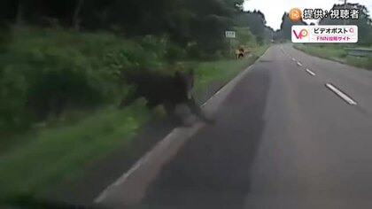 歯形?爪痕？バンパーにくっきり…突然現れたクマが走行中の車に襲いかかる_ドライブレコーダーに口を開けて飛びかかる姿が…車は部品が脱落する被害_襲ったクマはそのまま藪に逃げ去る〈北海道 知内町〉