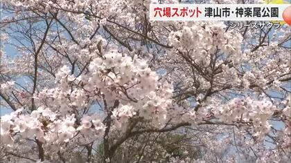 【シリーズサクラ】７）津山市街地を一望！落ち着いて楽しめる“穴場”お花見スポット・神楽尾公園【岡山】