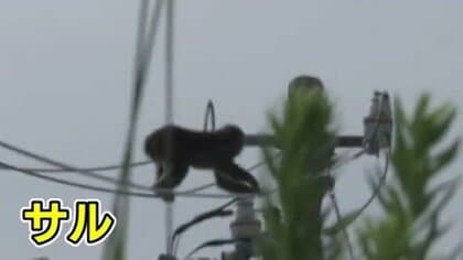 門を開けたらサル「大きな動物とぶつかった」　連日目撃の静岡市駿河区で2日もまたサルと住民が遭遇