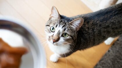 あなたの“猫ごはん係”の熟練度はどのくらい？おいしく食べてもらうために猛者がやっている創意工夫を紹介します