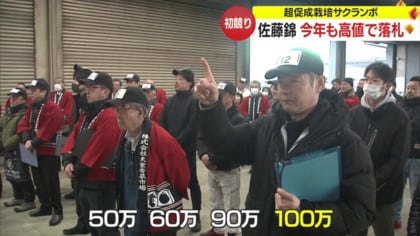 一粒1万4700円！ 新春恒例サクランボの初競り 超促成栽培「佐藤錦」に
