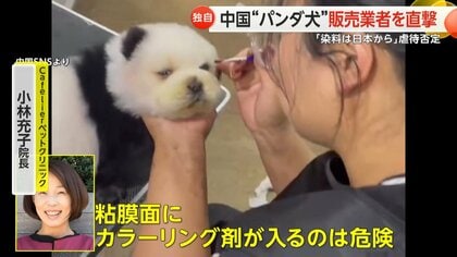 安い 中国のペットの犬カラーリング