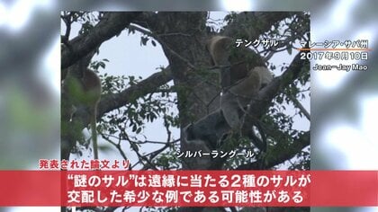 新種か？ ボルネオ島に「謎のサル」 長い尻尾にオレンジ色の毛…誕生の