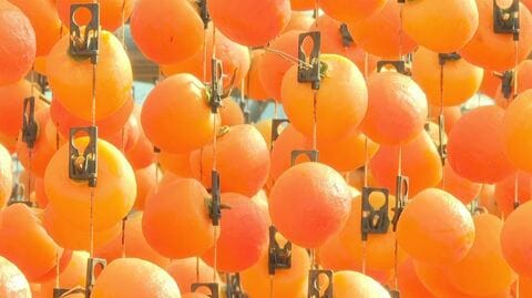 特産の「市田柿」作りが進む　作業後は「柿のれん」に　今年は大玉傾向で糖度も高い