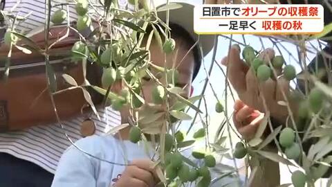 日置市でオリーブの収穫祭　一足早く収穫の秋　